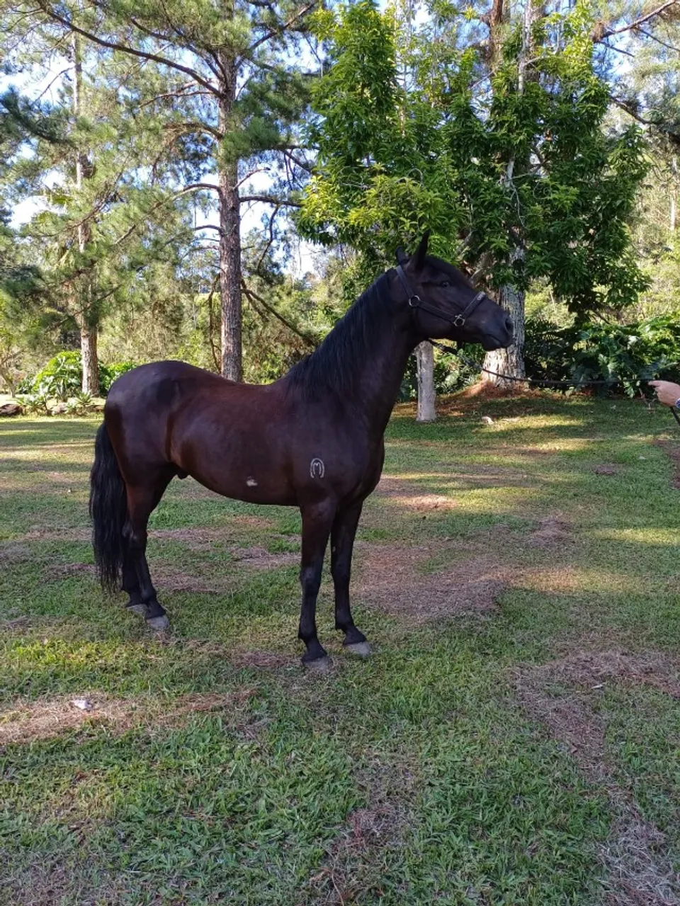 Cavalo castrado Mangalarga Marchador