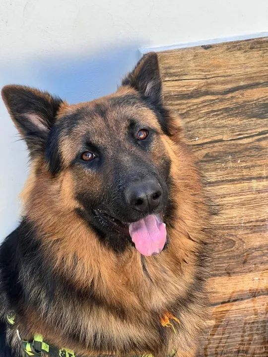 Pastor alemão  - Foto 4