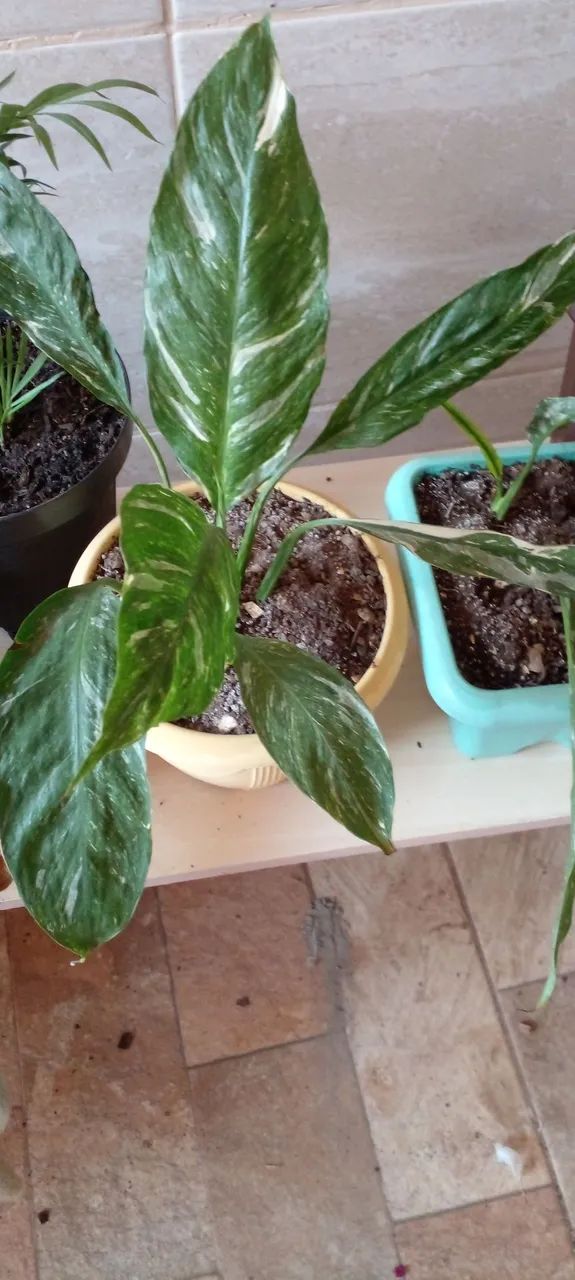 Vasos de plantas variadas - Foto 2