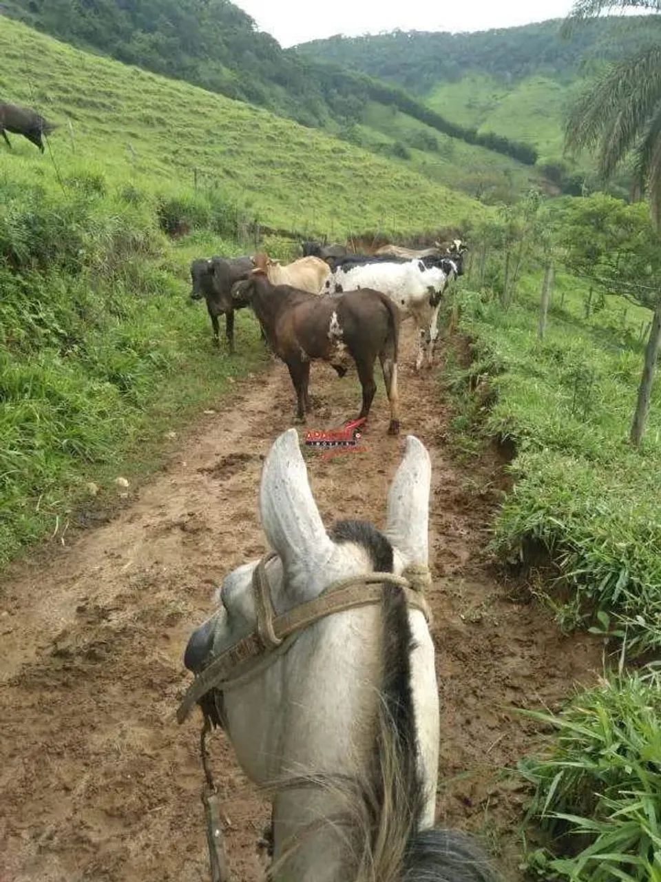 Fazenda com 108 hectares a venda em Barra Longa - Foto 2