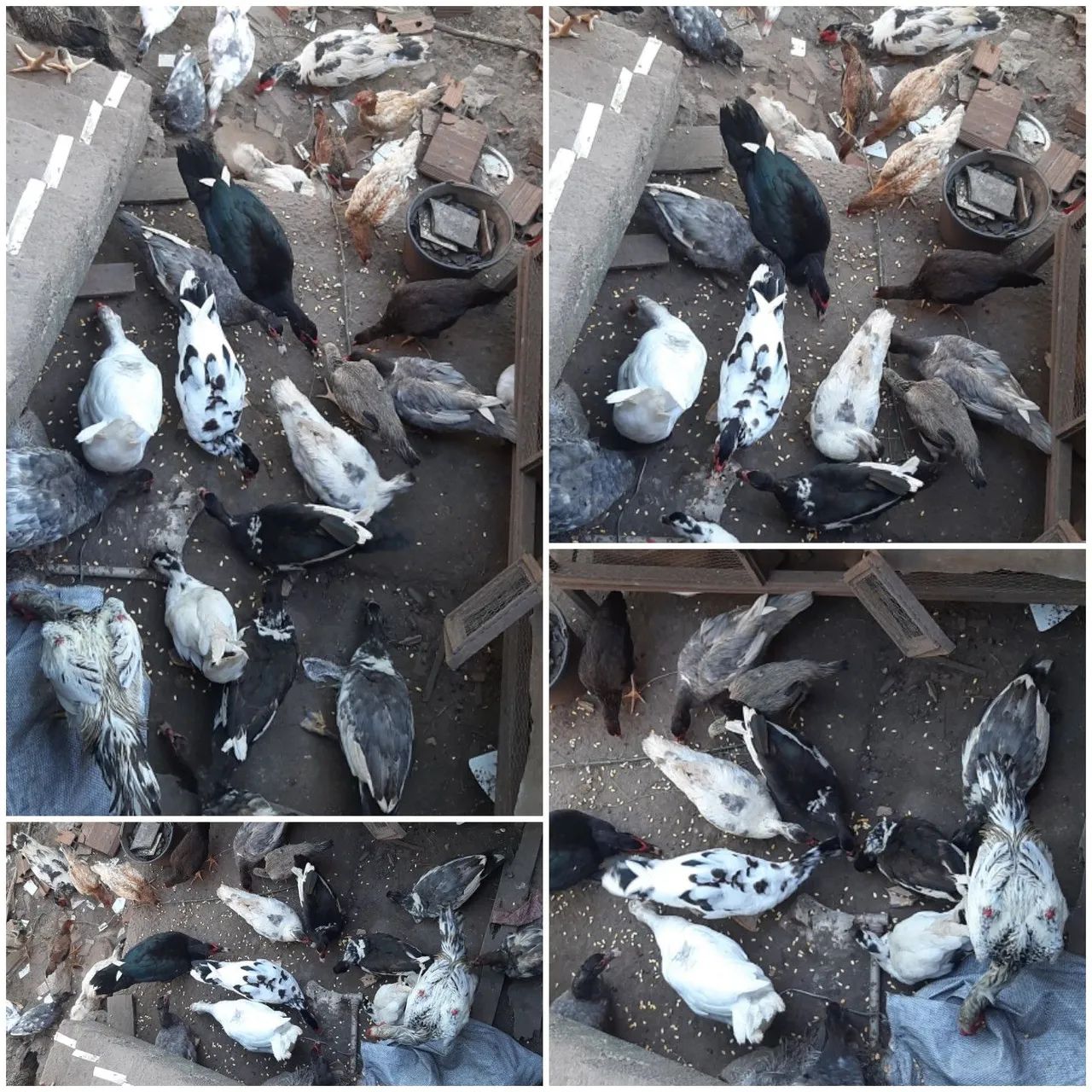 Patos Gordo. CHAMA NO WHATSAPP