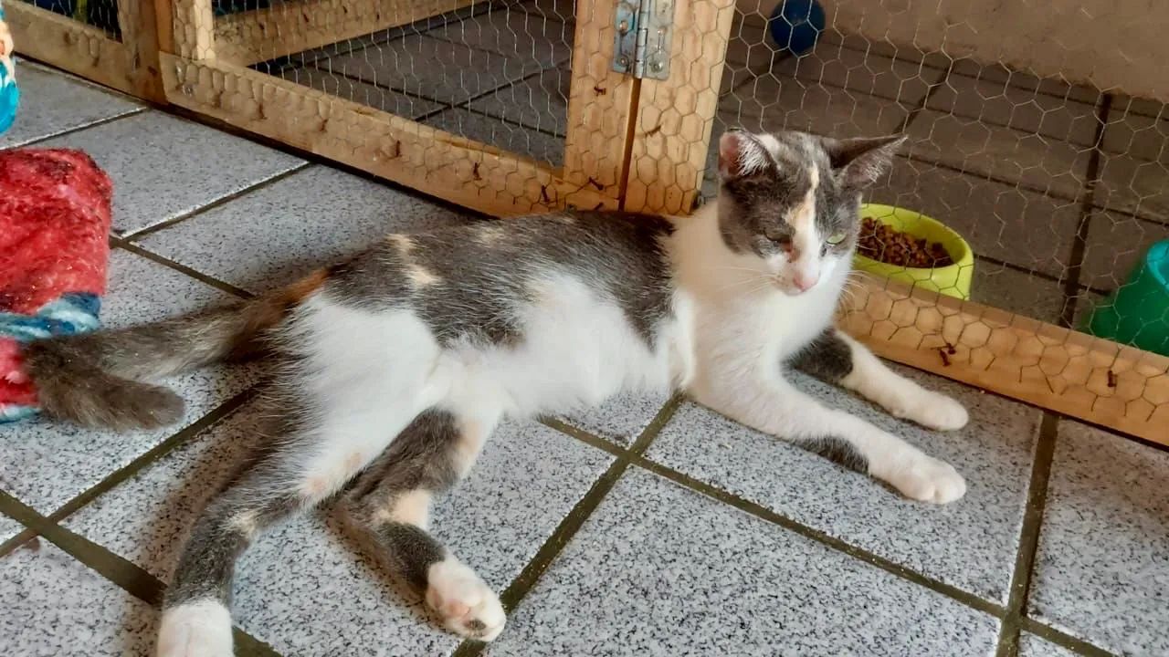 Gata castrada, vacinada MUITO carinhosa   - Foto 4