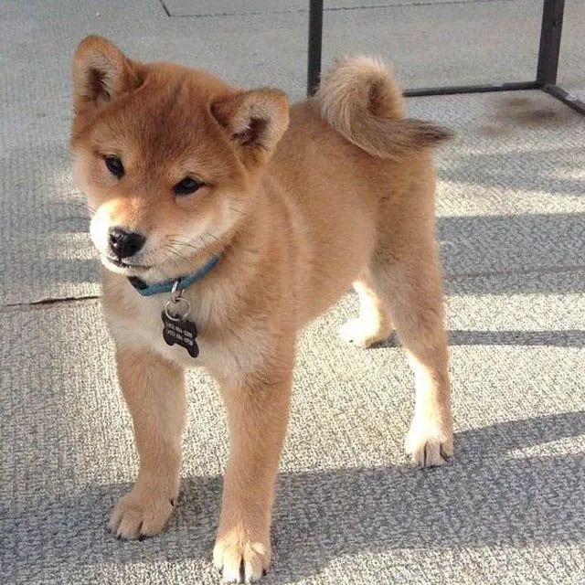 qFilhote Shiba Inu Uma fofura! Cachorros Centro, São Paulo