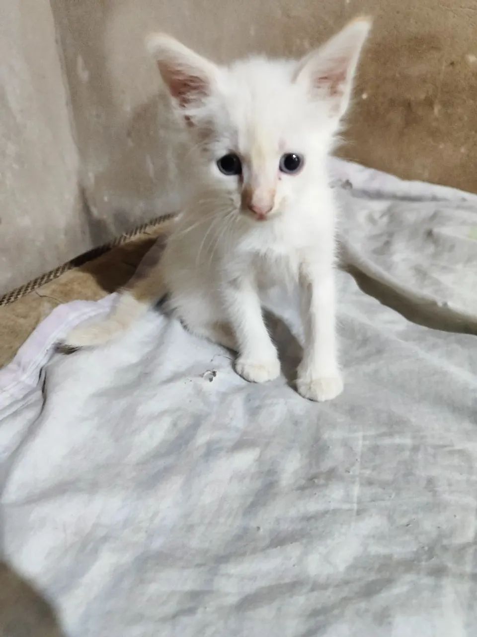 Doação de gatinhos - Foto 2