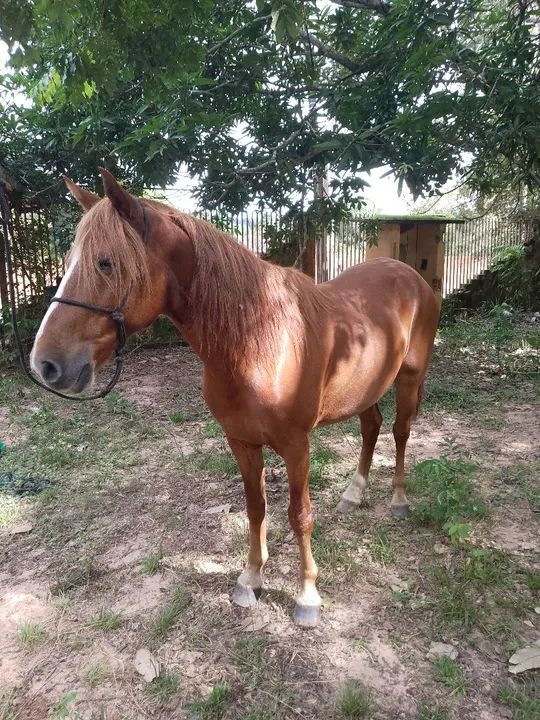 Cavalos mestiços - Foto 2