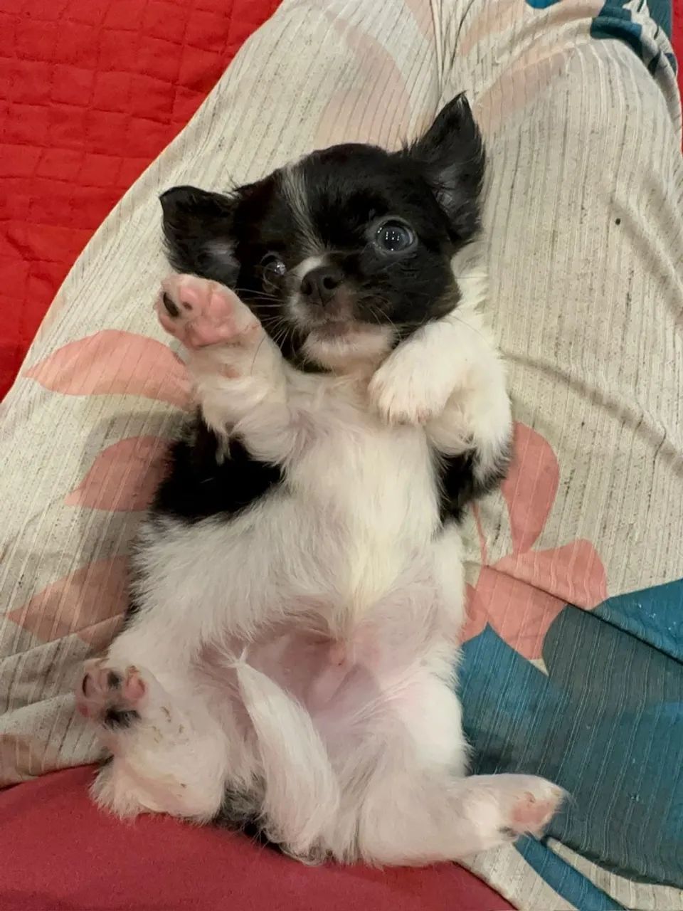 Chihuahua machinho pelo longo maravilhoso! - Foto 3