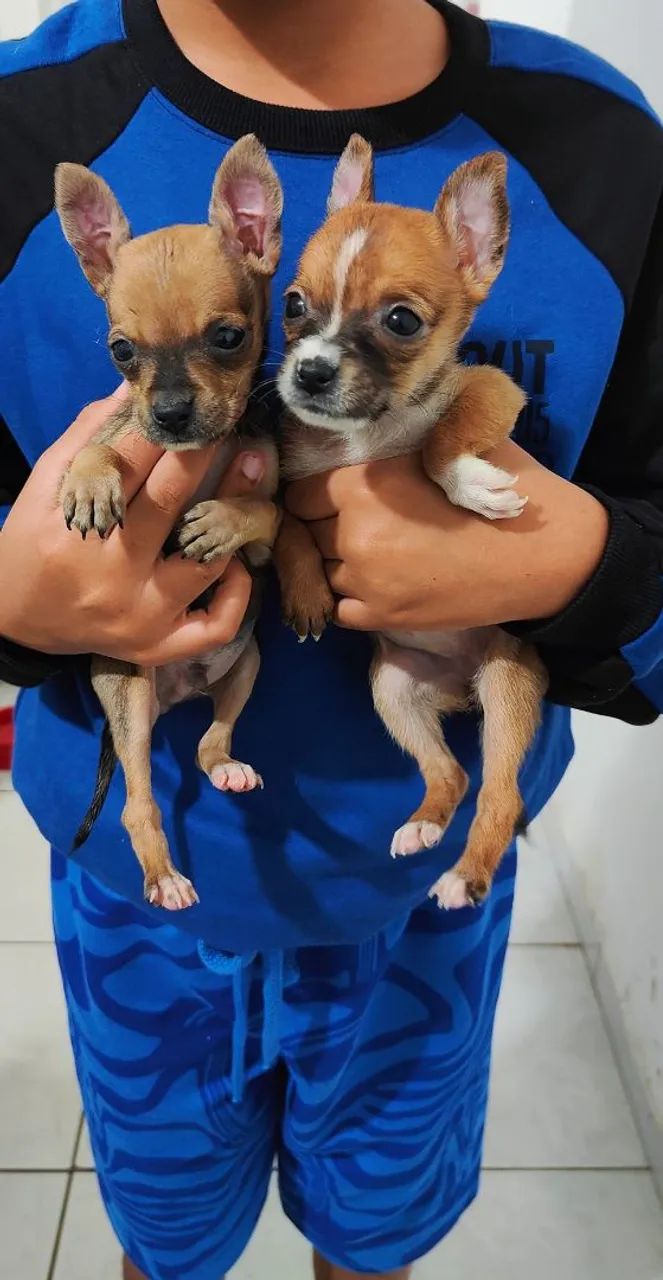 Pinscher zero  - Foto 3