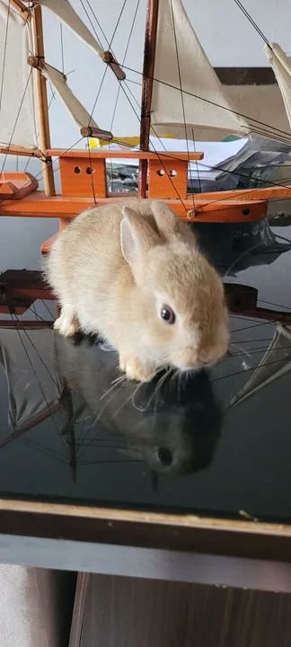 Coelhinho anão Netherland  - Foto 6