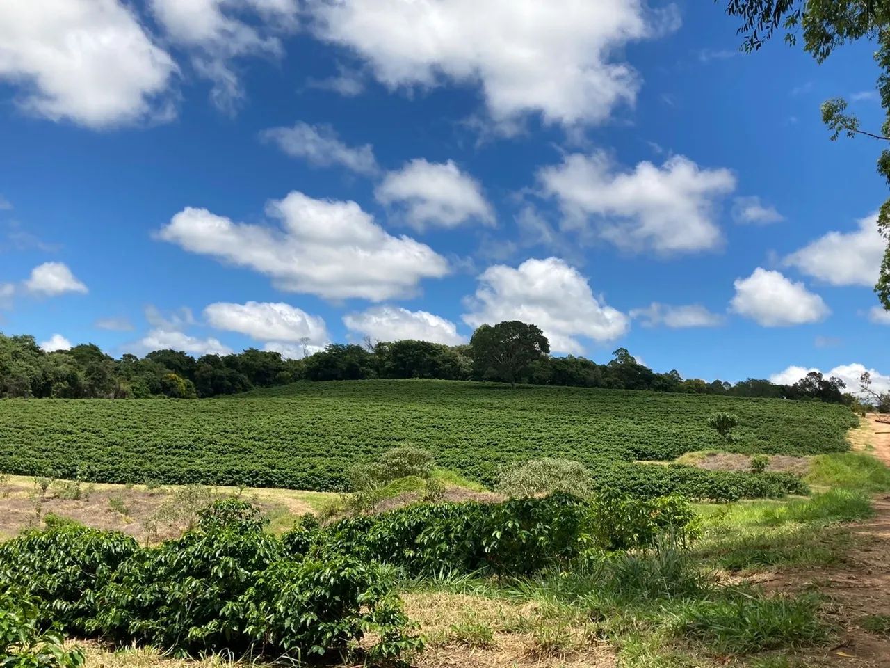 Fazenda de café ? em Cristais Minas Gerais  - Foto 5
