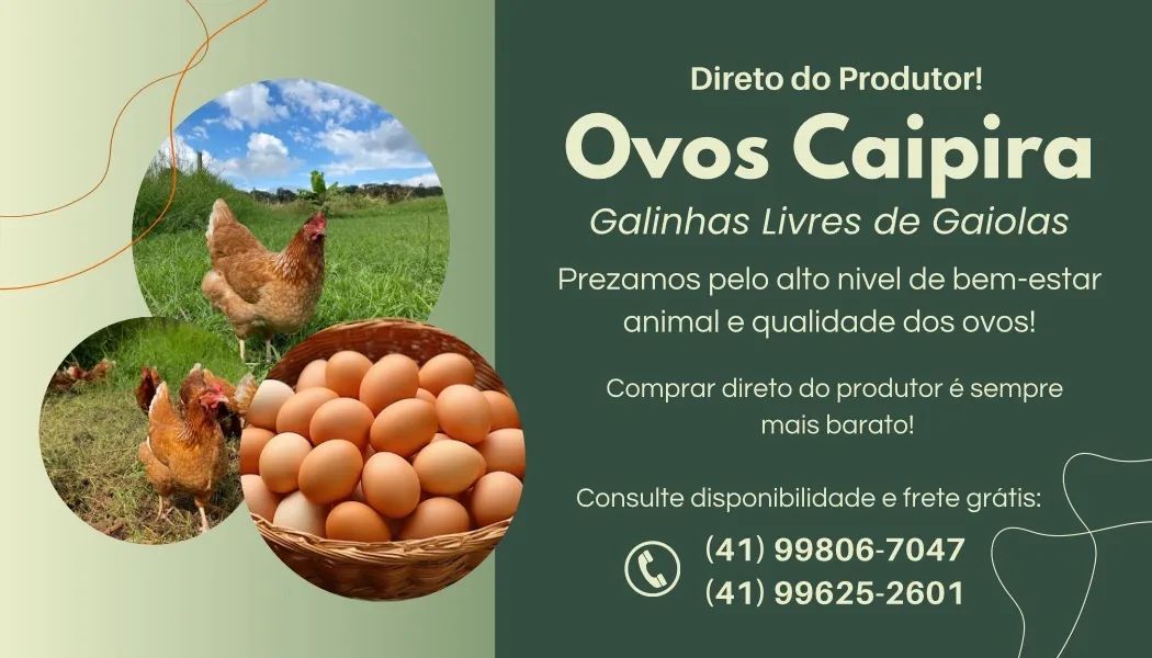 Ovos caipiras de galinhas livres de gaiolas - Direto do produtor - Foto 6