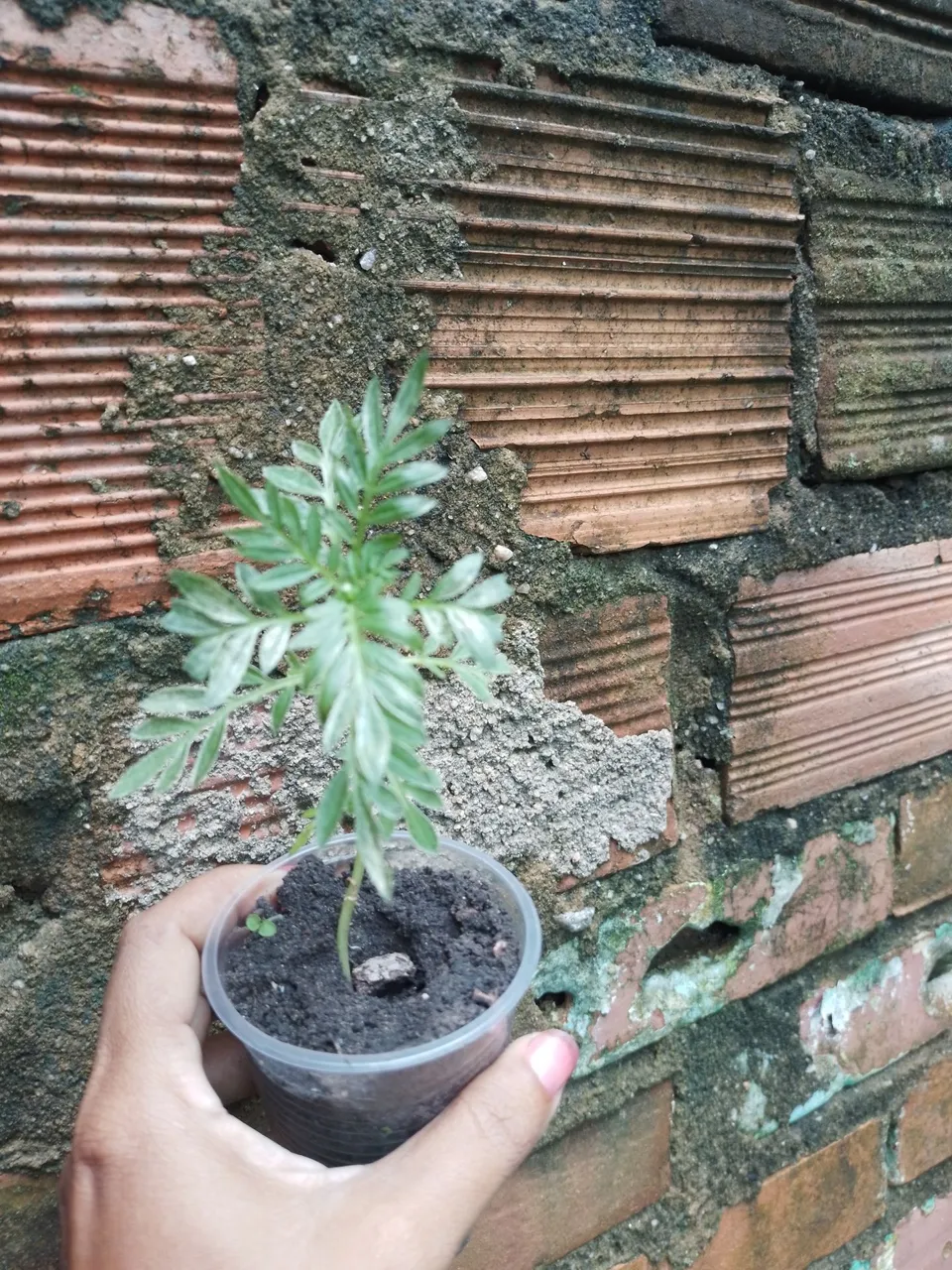 Tagetes