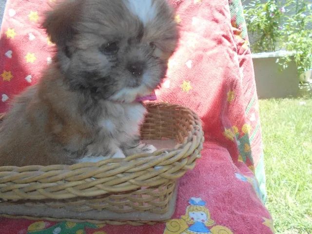 Lindos Filhotinhos de Shih tzu - Foto 6