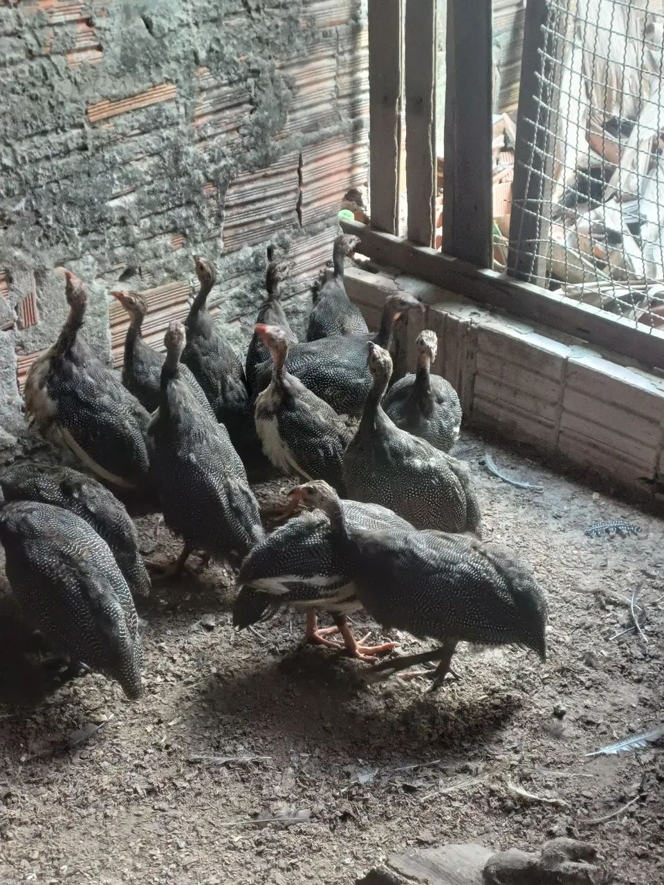 Galinha D'Angola - Foto 2