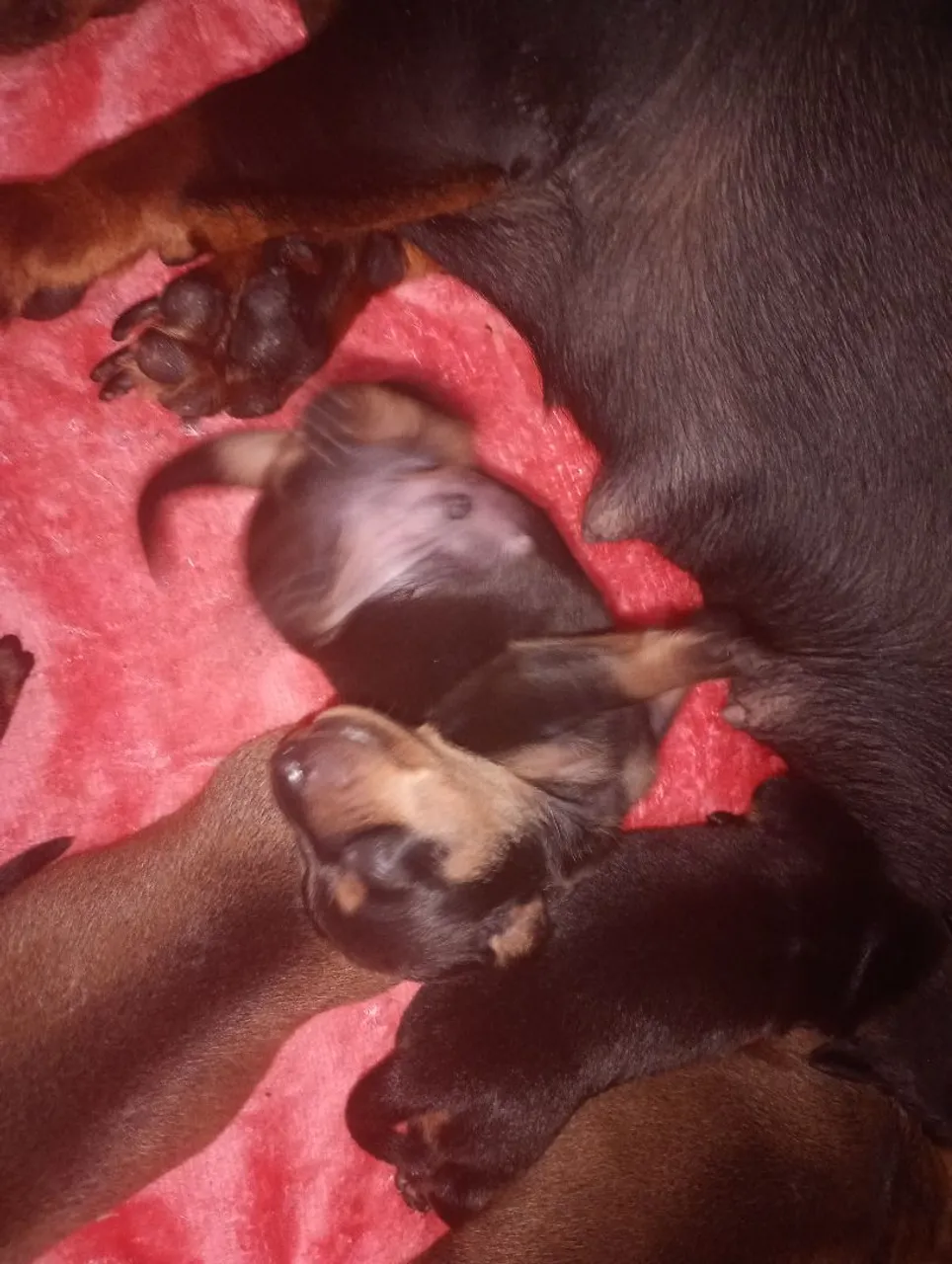 Filhotes de dachshund 