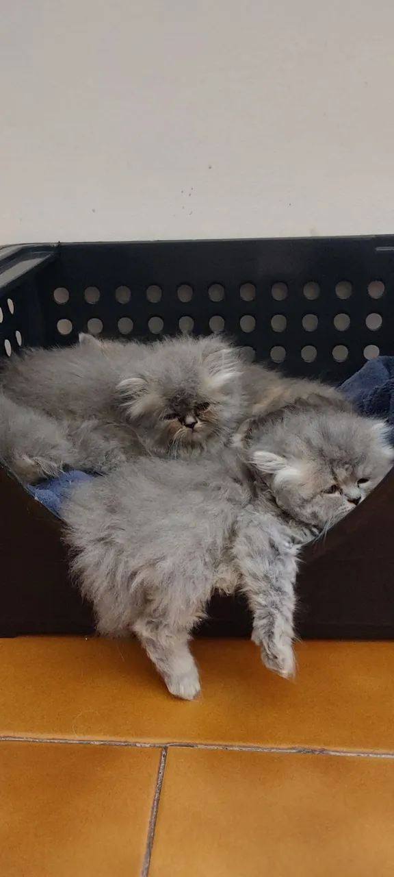 Gato Persa