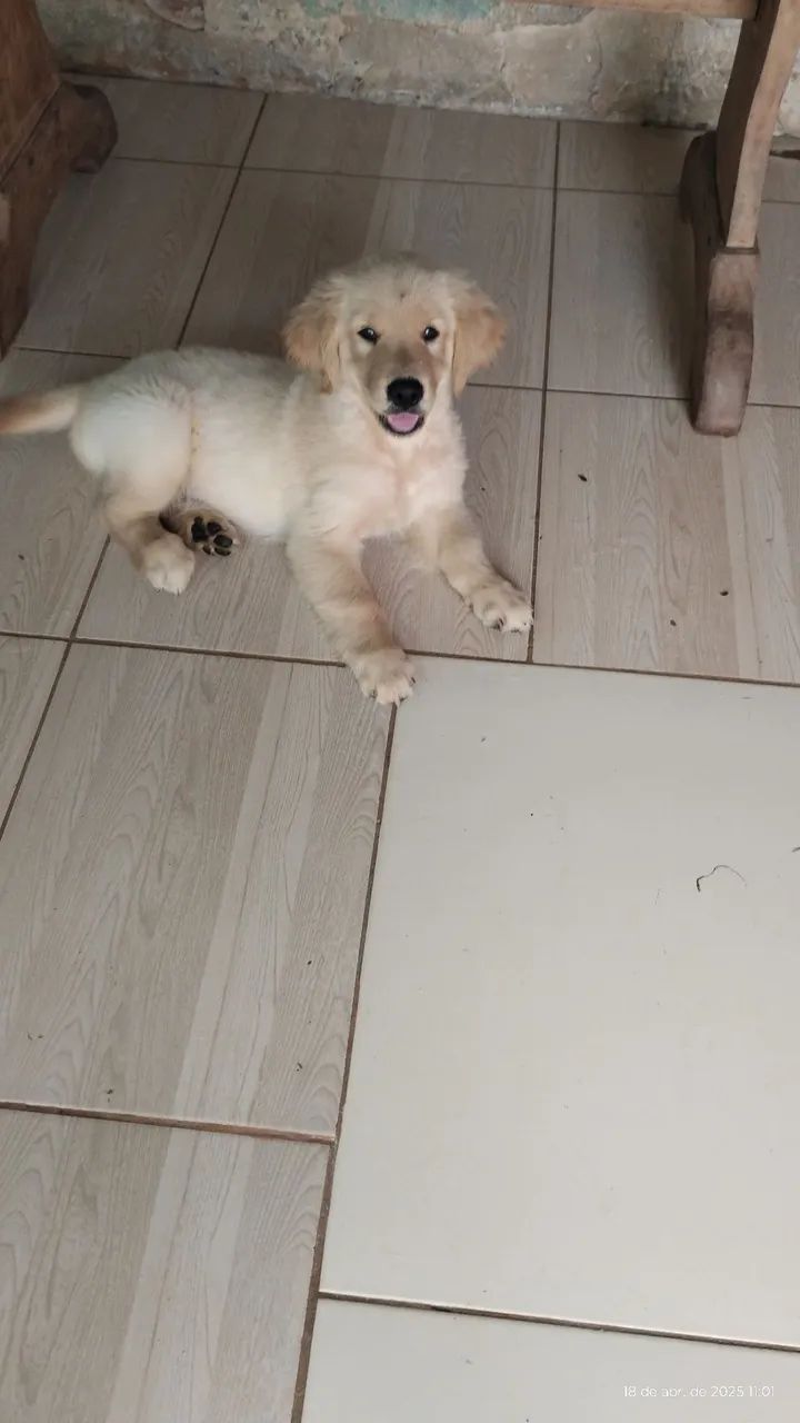 Filhote Golden Retriever - Foto 5