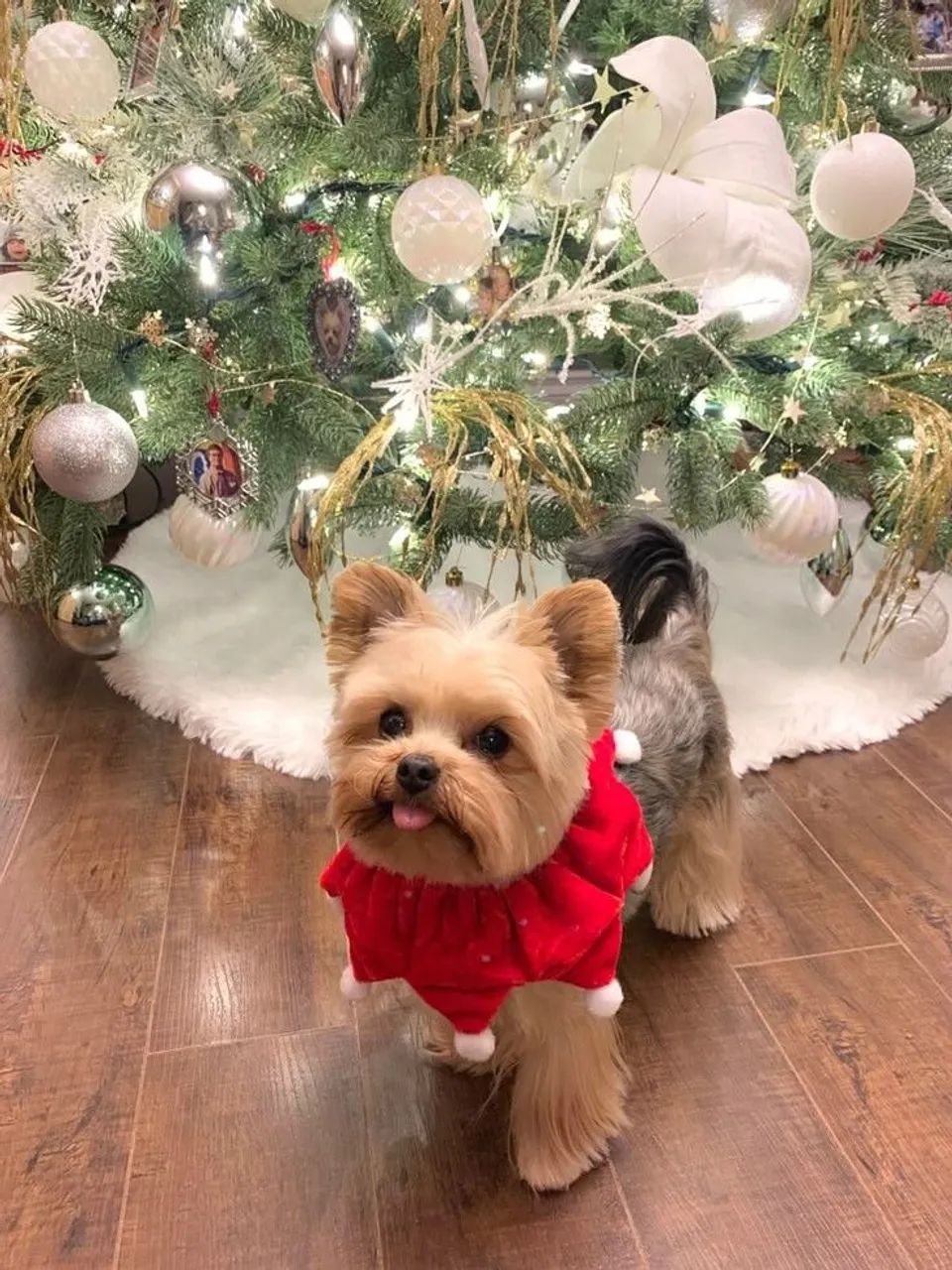 Filhotes de Yorkshire Terrier 