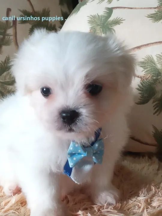 maltes garanta hoje o seu baby face entrega já ! - Foto 3