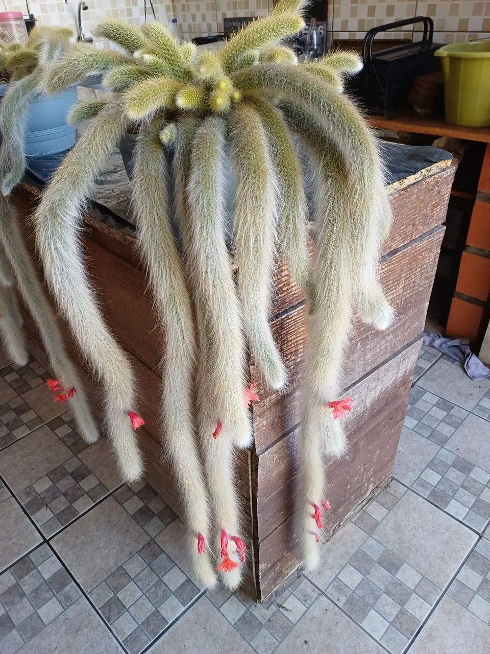 CACTOS RABO DE MACACO BEM FORMADO 
