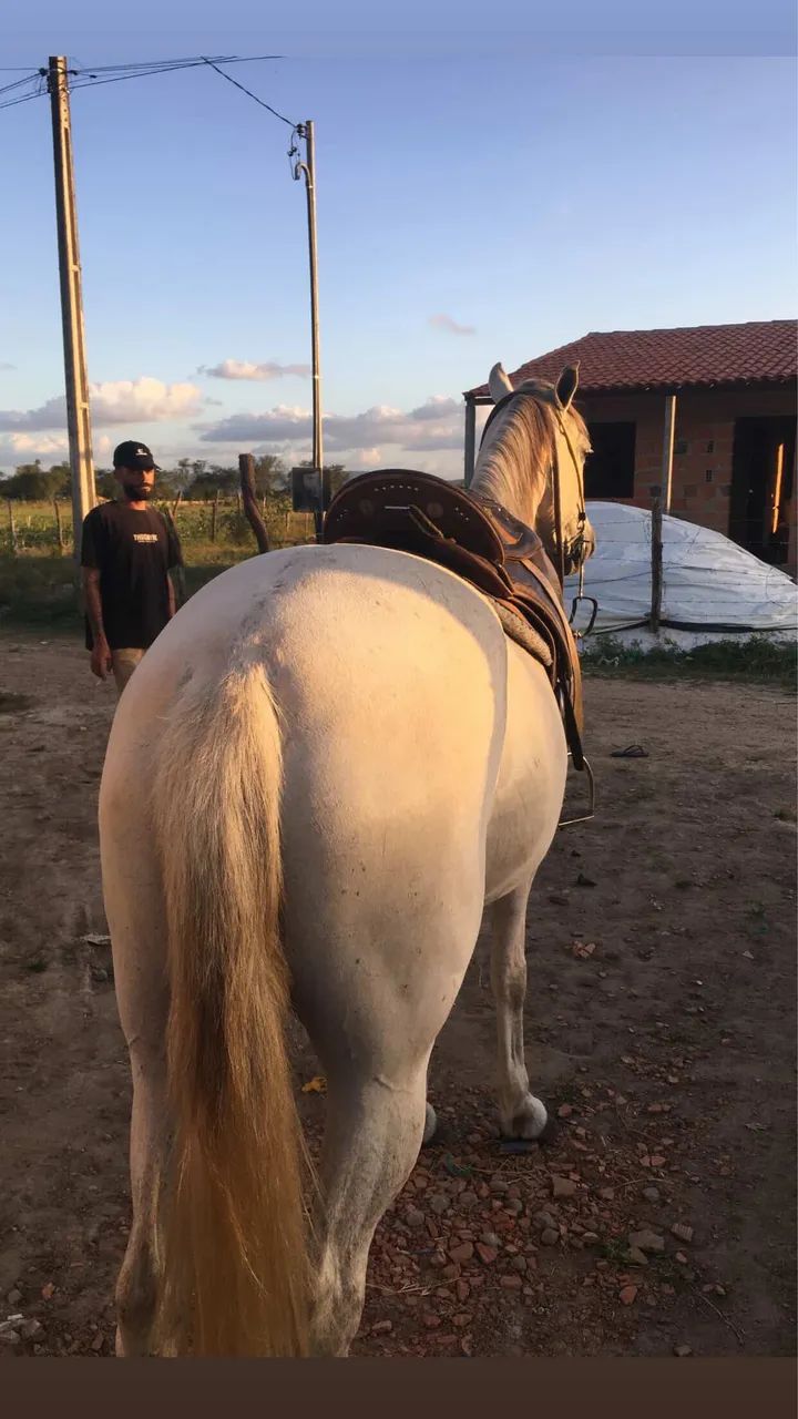 Egua mestiça de quarto de milha - Foto 6