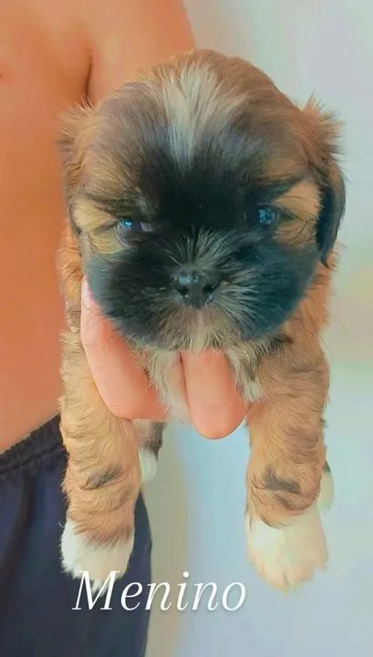 Filhotes de Shitzu  - Foto 4