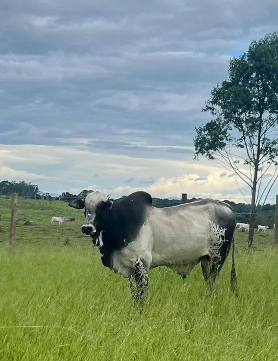 Touros Nelore PO - Foto 3