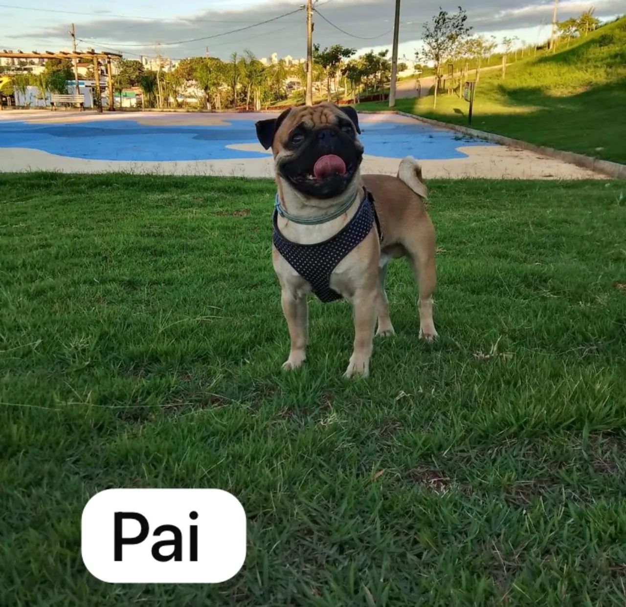 Vende-se filhote pug macho  - Foto 5