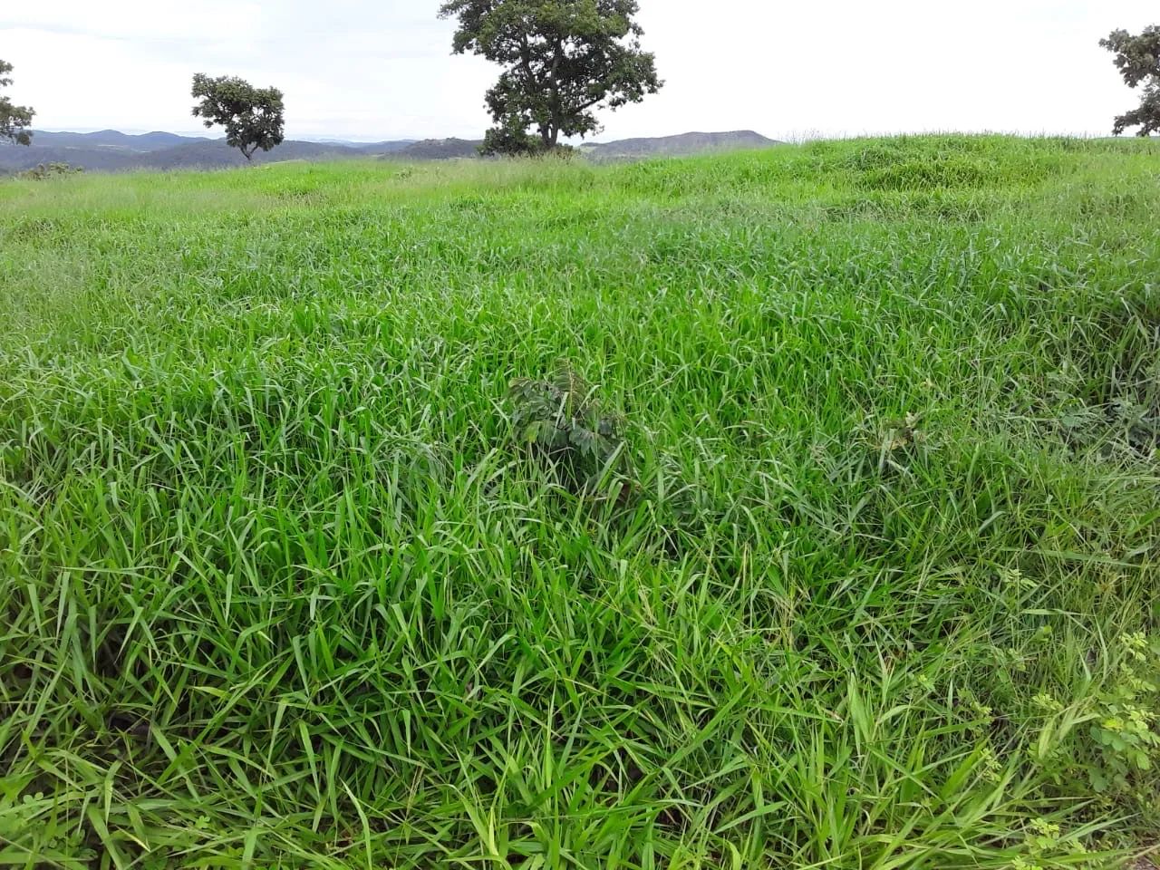 Fazenda de 250 alqueires cocalzinho-go