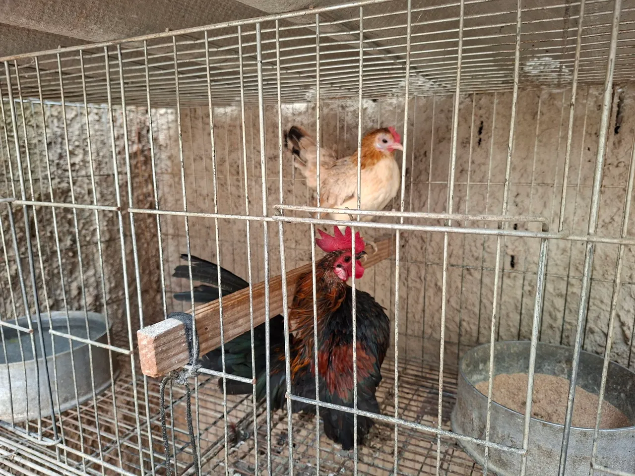 Galinha e Galo Serama R$ 120,00