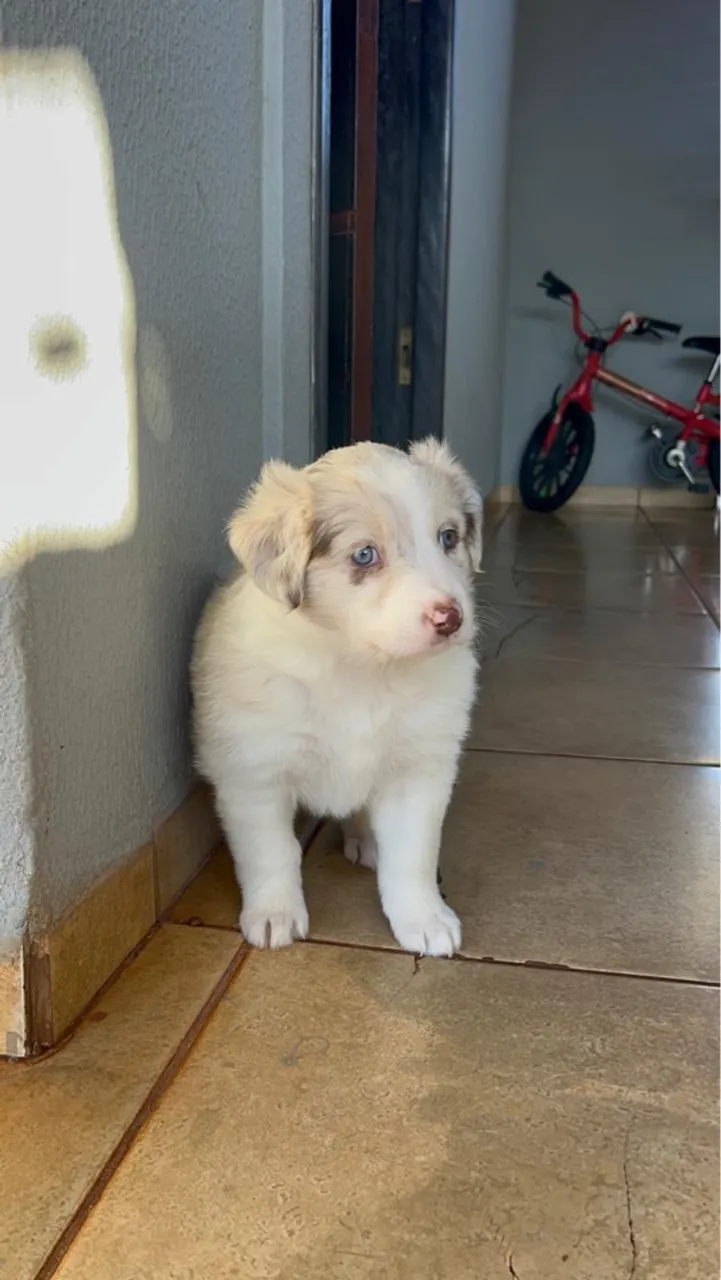 Filhote Border Collie - Pelagem Incrível!