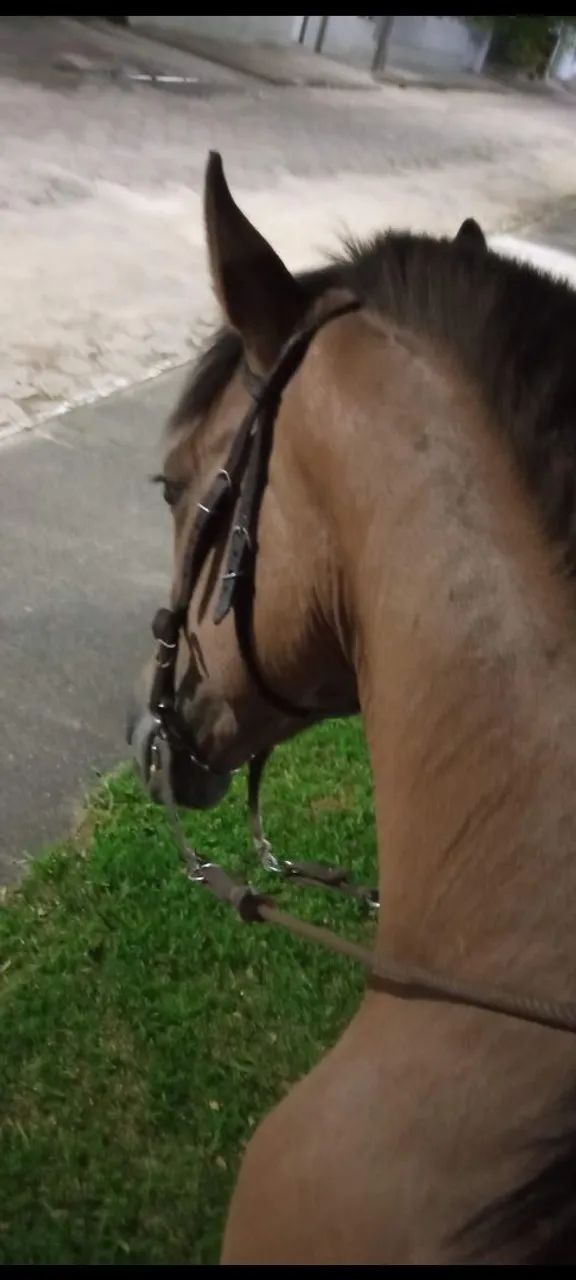 Cavalo crioulo  - Foto 5