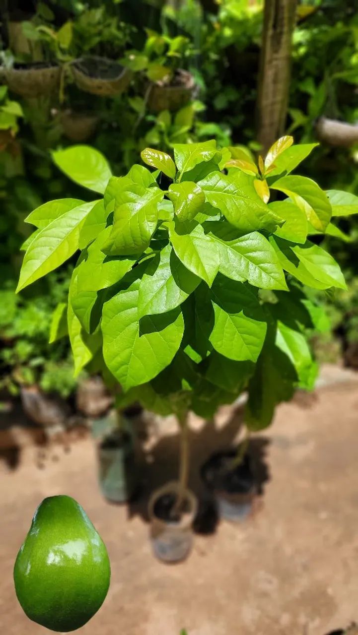 Frutífera Abacate Manteiga - Foto 2