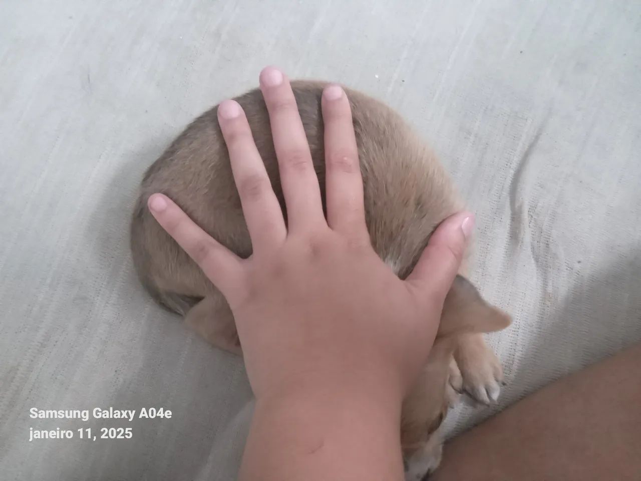 Filhote de cachorro pincher misturado - Foto 2