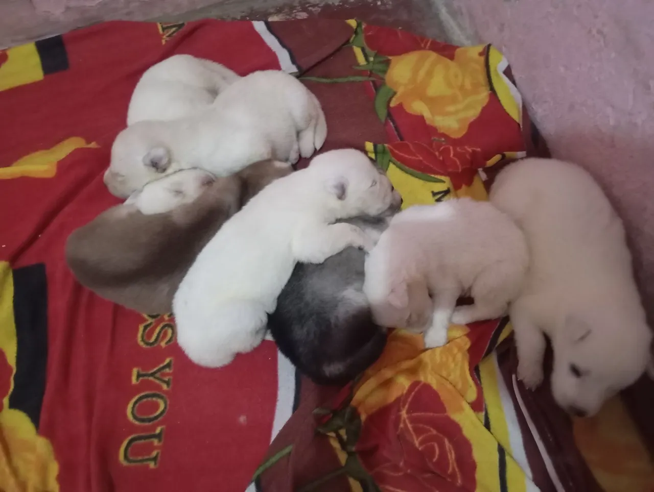 Filhotes de Husky Siberiano disponíveis Pelagem Super Wolly