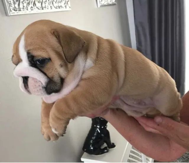 Bulldog ingles Padrão CBKC
