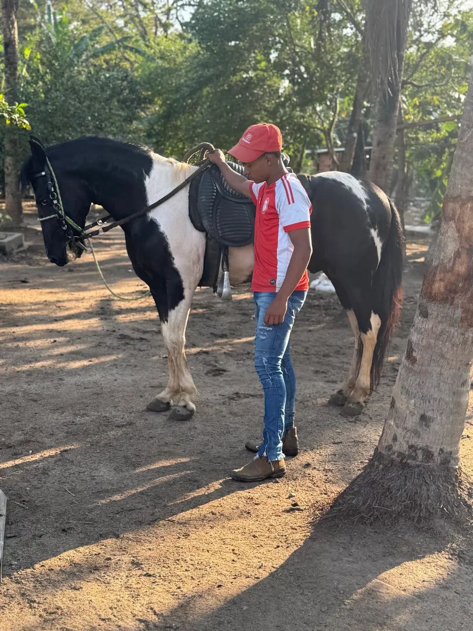 Cavalo pampa de preto homozigoto . - Foto 2