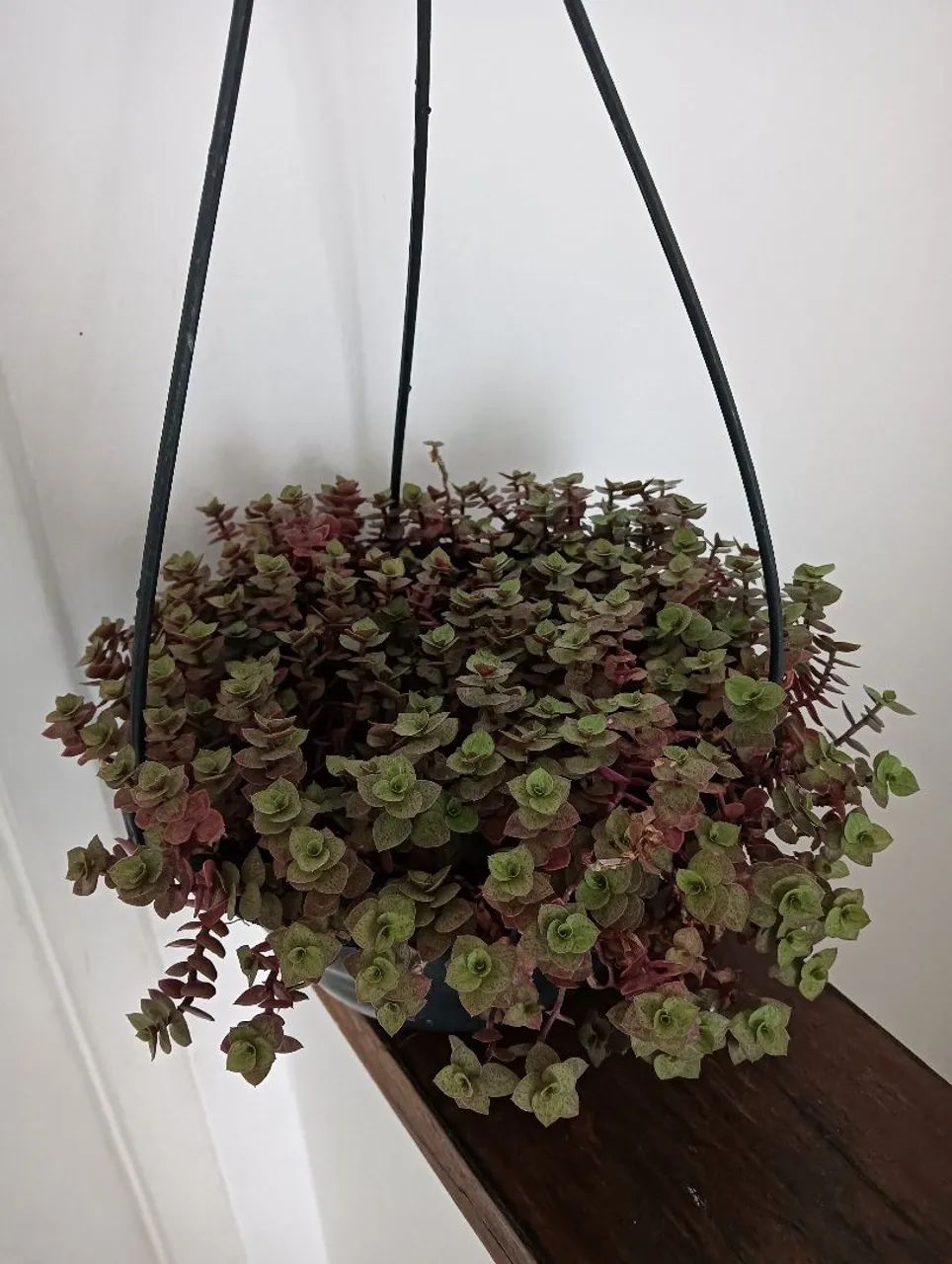 Planta tostão