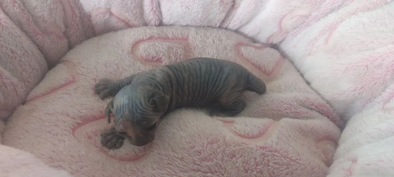Sphynx e elf Maravilhosos - Foto 2