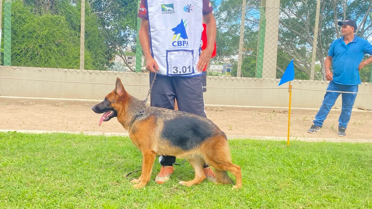 Pastor Alemão capa preta com pedigree