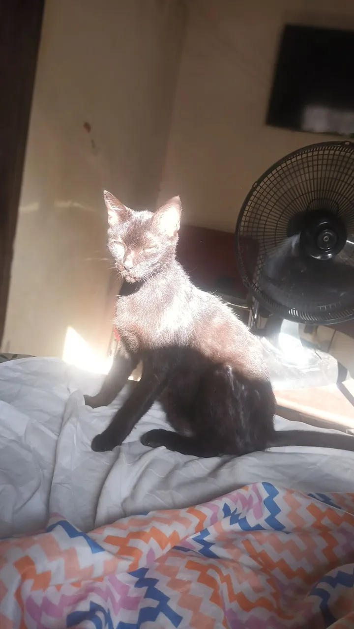 Gatinho Preto para Adoção