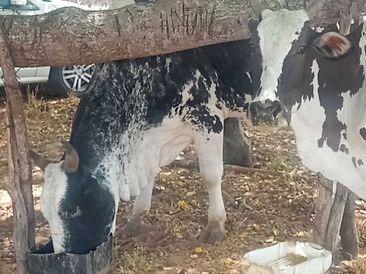 Vendo 4 Novilhas e um Boi - Foto 2