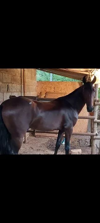 Cavalo Mangalarga registrado