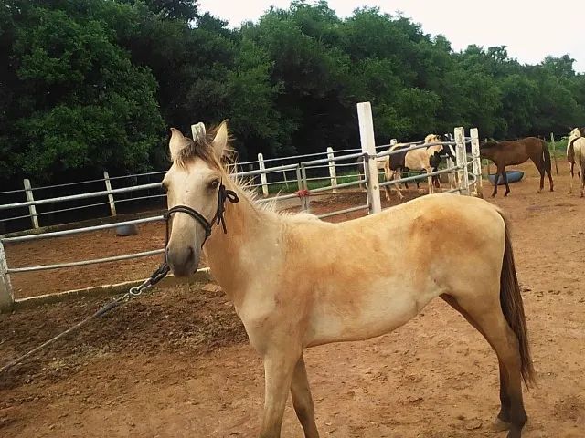 Lindos Potros e Potras Mangalarga Marchador, puro sangue, registrados, várias pelagens. - Foto 4