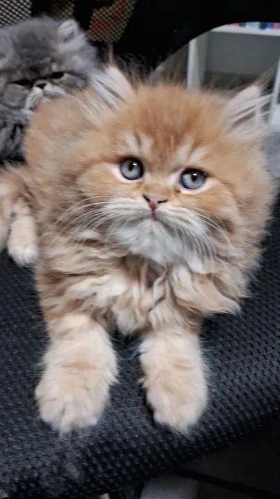 a Persa com Filhotes - Foto 3