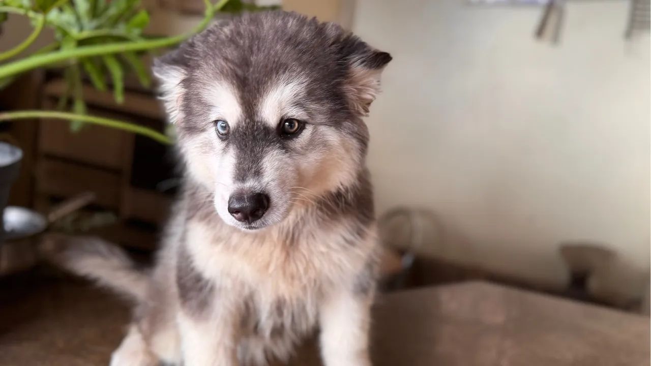 Husky Siberiano Wooly - Foto 2