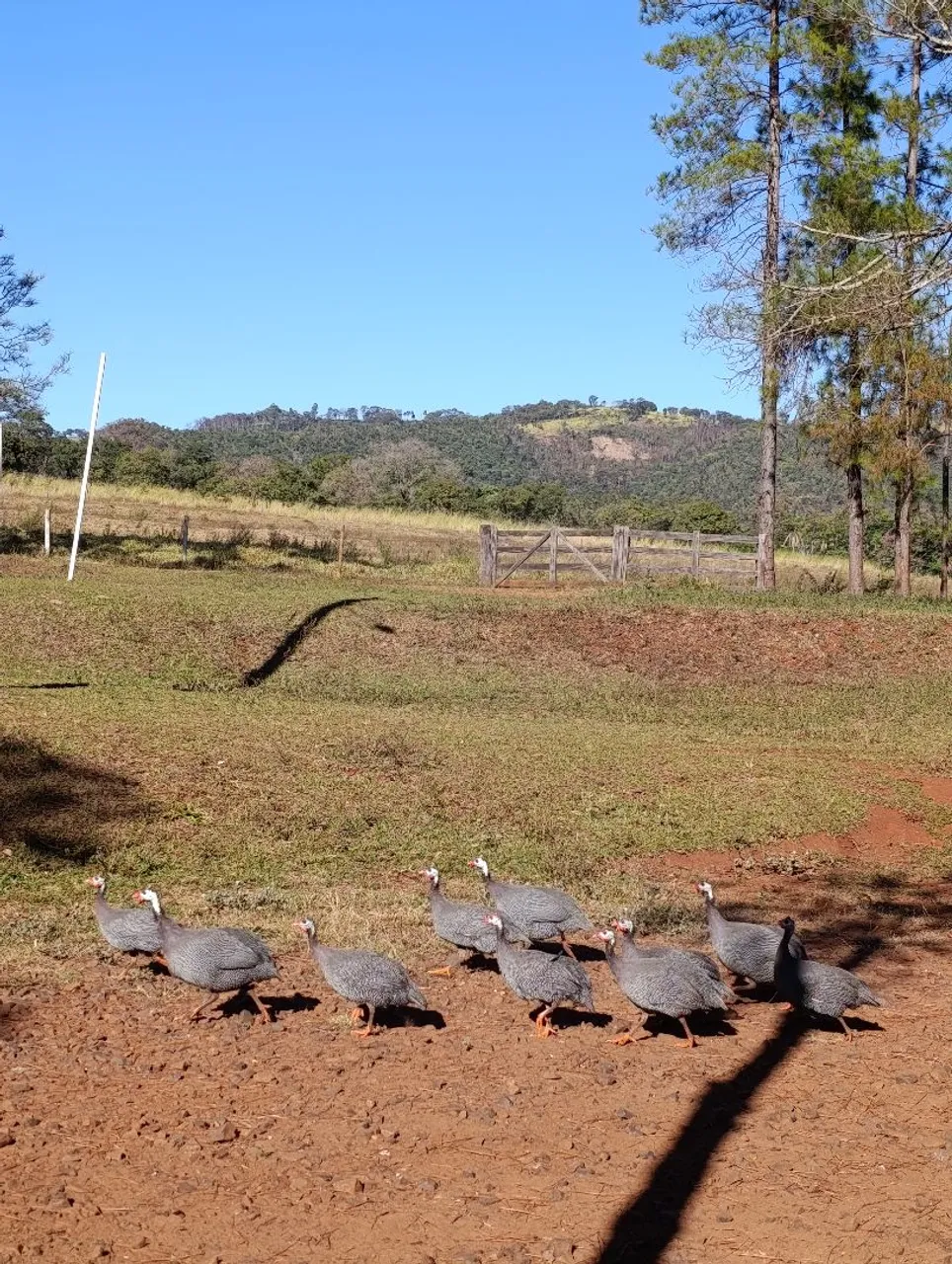 Vende-se Galinhas d'angola comum