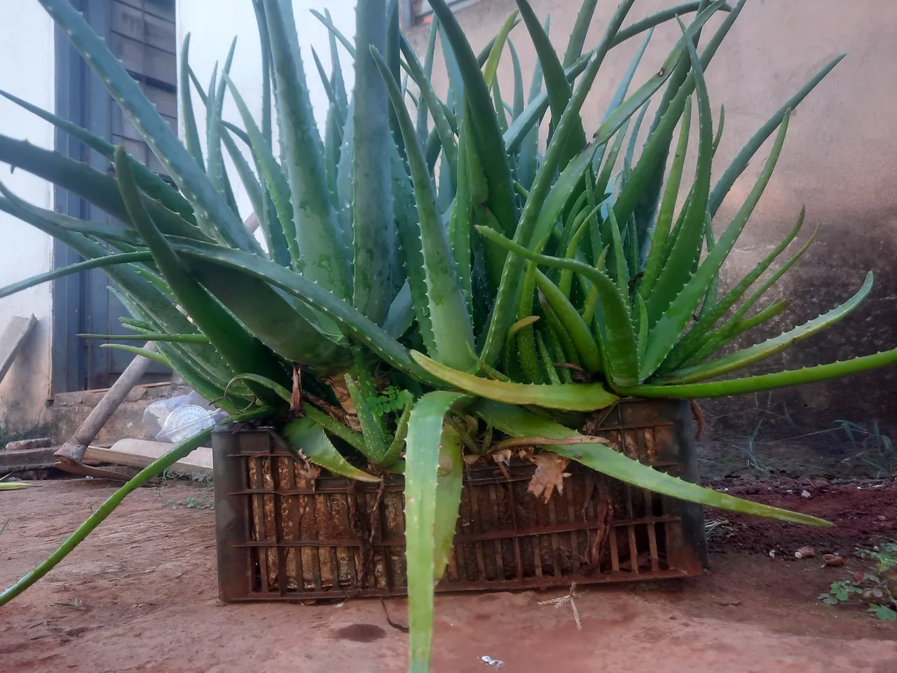 Mudas de Aloe Vera (Babosa) - Produção Rural
