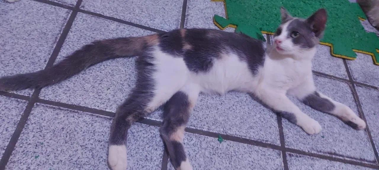 Gata castrada, vacinada MUITO carinhosa   - Foto 3