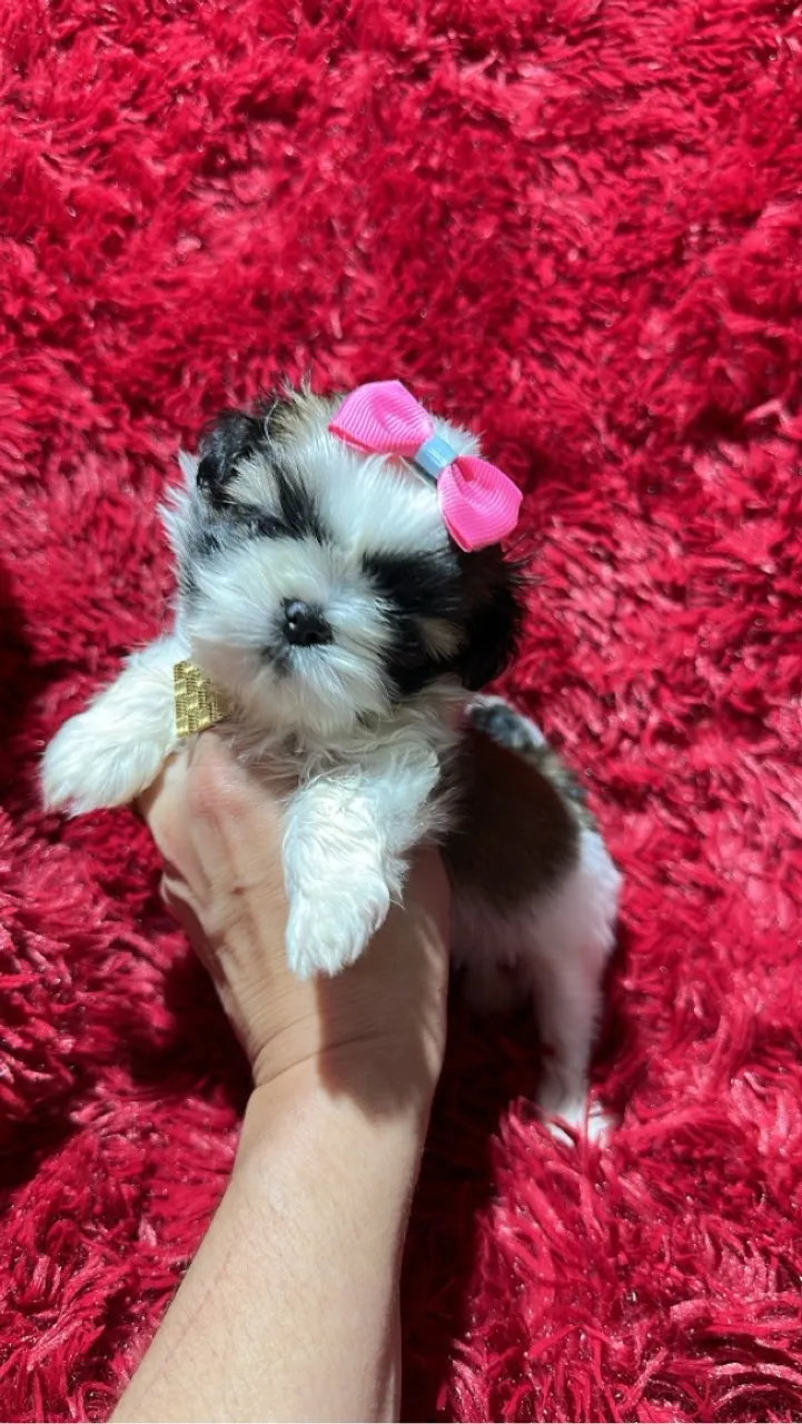 ShihTzu micro. Parcelamos sem juros.