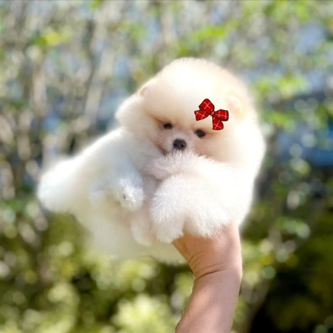 Lulu da Pomerânia Os Verdadeiros Ursinhos Anões